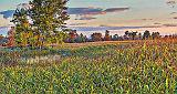 Cornfield At Sunrise_P1190028-30